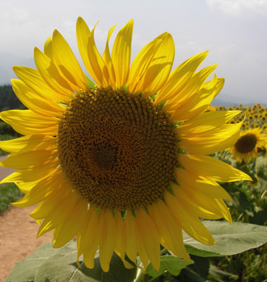 SUN FLOWER.jpg