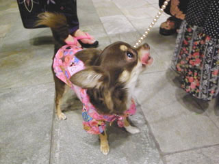 yukata_dog_0811.jpg