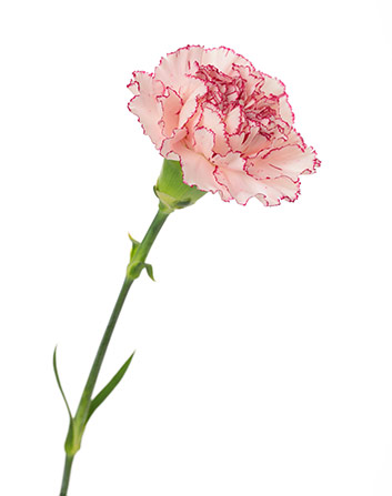 CARNATION_UP_2.jpg